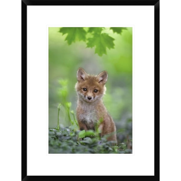 Global Gallery Nick Kalathas 'Red Fox Pup' Framed Wall Art