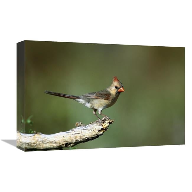 Global Gallery Northern Cardinal Female Perching - Rio Grande Valley ...
