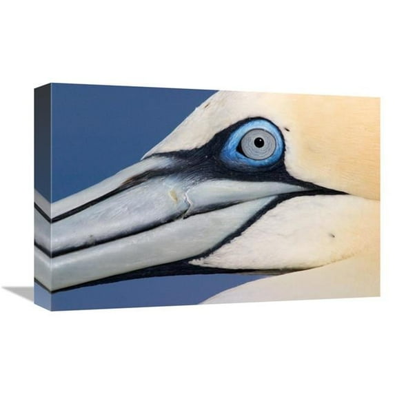 Global Gallery Northern Gannet Profile - Saltee Islands - Ireland Art Print - Jasper Doest