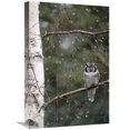thumbnail image 1 of Global Gallery  Northern Hawk Owl Perching on Branch During Snowfall in the Spring - Alaska Art Print - Michael Quinton, 1 of 1