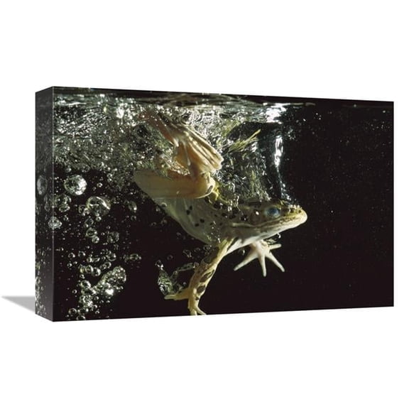 Global Gallery Northern Leopard Frog Jumping Into Water - Native to North America Art Print - Heidi And Hans-Juergen Koch