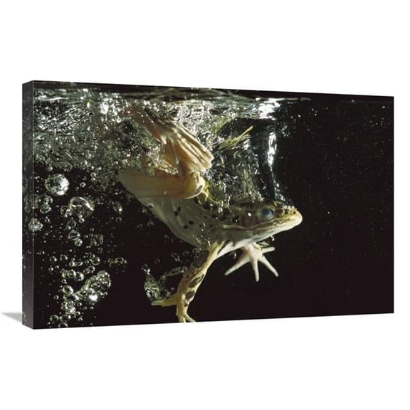 Global Gallery Northern Leopard Frog Jumping Into Water - Native to North America Art Print - Heidi And Hans-Juergen Koch