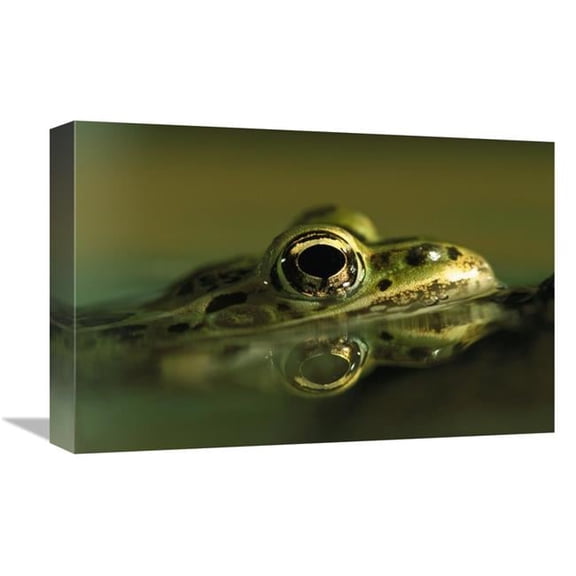Global Gallery Northern Leopard Frog - Native to North America Art Print - Heidi And Hans-Juergen Koch