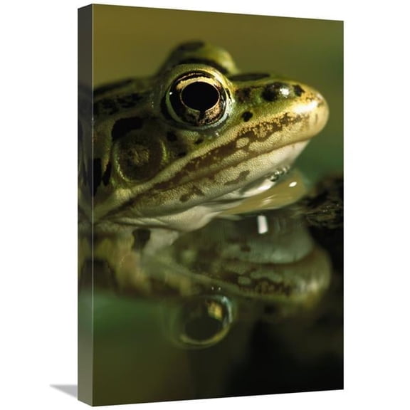 Global Gallery Northern Leopard Frog - Native to North America Art Print - Heidi And Hans-Juergen Koch