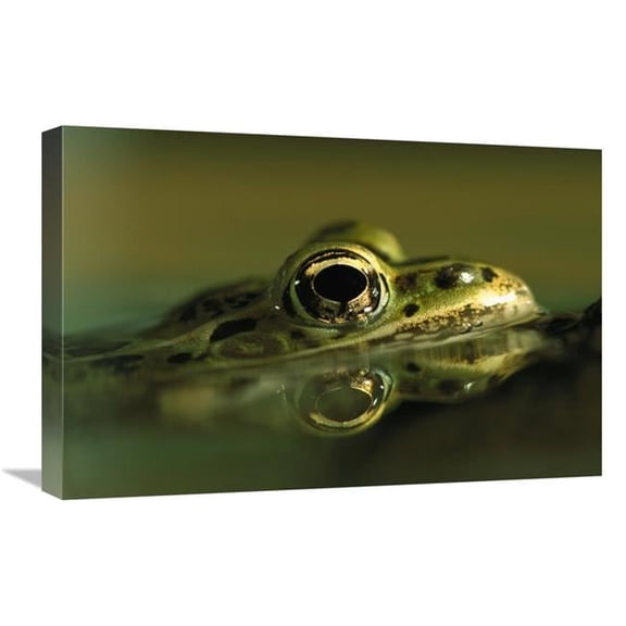 Global Gallery Northern Leopard Frog - Native to North America Art Print