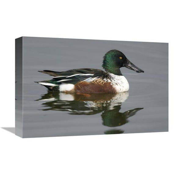 Global Gallery Northern Shoveler Male in Breeding Plumage - Michigan Art Print - Steve Gettle