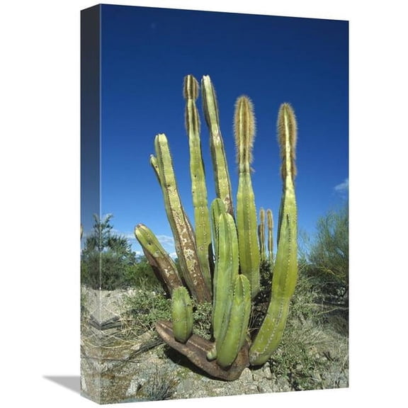 Global Gallery  Old Man Cactus in Sonoran Desert Landscape - Baja California - Mexico Art Print - Tui De Roy