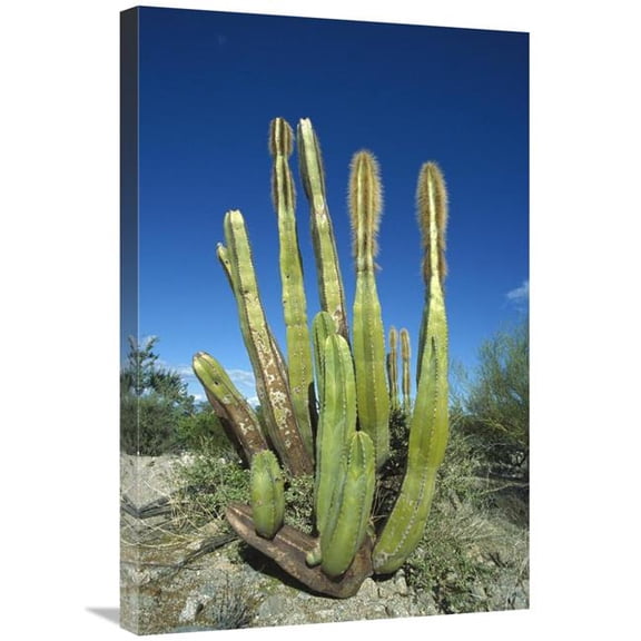 Global Gallery  Old Man Cactus in Sonoran Desert Landscape - Baja California - Mexico Art Print - Tui De Roy