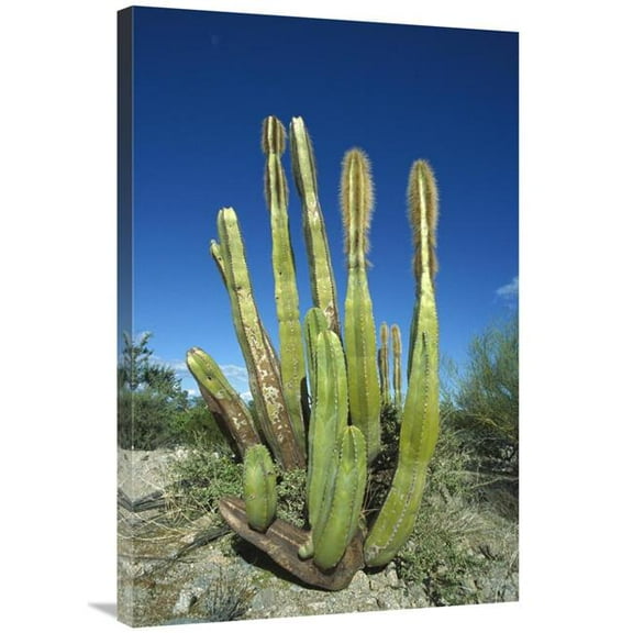 Global Gallery Old Man Cactus in Sonoran Desert Landscape - Baja California - Mexico Art Print