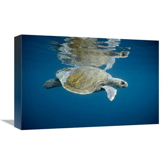 Global Gallery Olive Ridley Sea Turtle Swimming in Open Ocean - Galapagos Islands - Ecuador Art Print - Tui De Roy