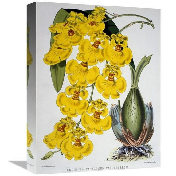 Global Gallery Oncidium Varicosum Var. Rogers II Art Print - Samuel Jennings