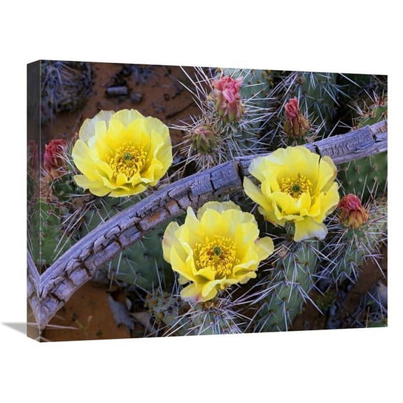 Global Gallery  Opuntia Cactus Blooming - North America Art Print - Tim Fitzharris