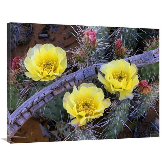 Global Gallery  Opuntia Cactus Blooming - North America Art Print - Tim Fitzharris