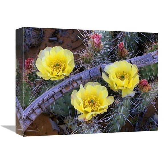 Global Gallery Opuntia Cactus Blooming - North America Art Print - Tim Fitzharris