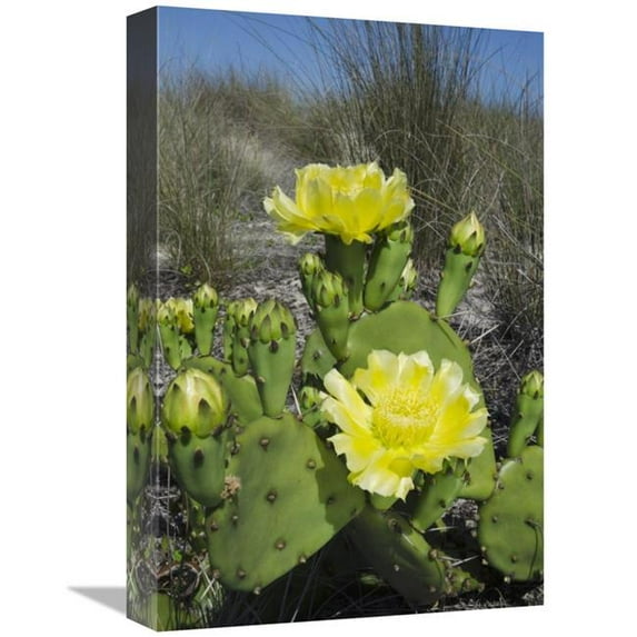 Global Gallery Opuntia Cactus Flowering - Little St. Simons Island - Georgia Art Print - Pete Oxford