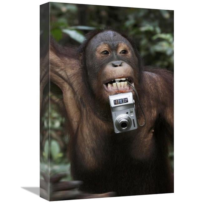 Global Gallery  Orangutan with Tourists Camera - Malaysia - Saba - Borneo Art Print