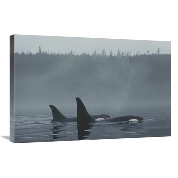 Global Gallery Orca Male & Female Surfacing - Johnstone Strait - BC - Canada Art Print - Hiroya Minakuchi