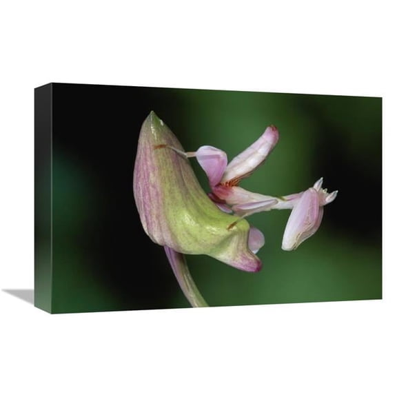Global Gallery  Orchid Mantis Camouflaged on Flower - Borneo - Malaysia Art Print - Thomas Marent