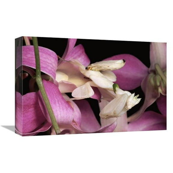 Global Gallery Orchid Mantis & Orchid Flower - Malaysia Art Print - Michael & Patricia Fogden