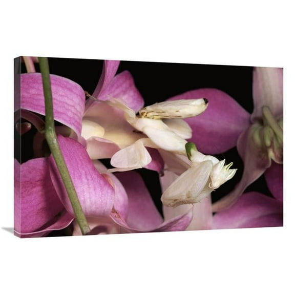 Global Gallery  Orchid Mantis & Orchid Flower - Malaysia Art Print