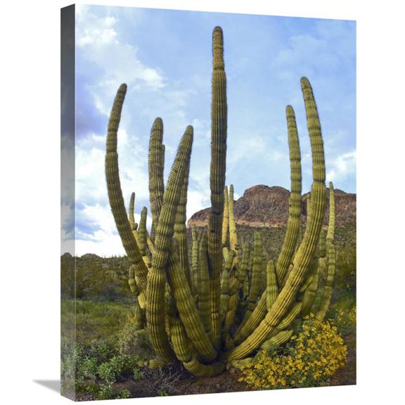 Global Gallery Organ Pipe Cactus Arizona Art Print - 18in. x 24in.