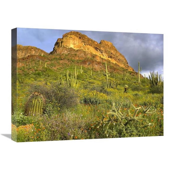 Global Gallery Organ Pipe Cactus Organ Pipe Cactus National Monument - Sonoran Desert - Arizona Art Print