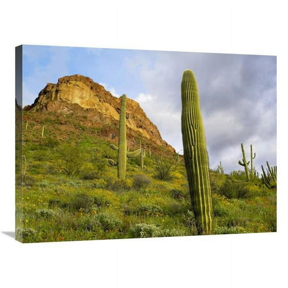 Global Gallery  Organ Pipe Cactus Organ Pipe Cactus National Monument - Sonoran Desert - Arizona Art Print