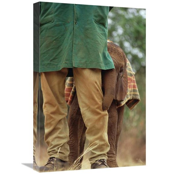 Global Gallery Orphan Baby Lablon Hiding Behind Keeper - Tsavo East NP - Kenya Art Print - Gerry Ellis