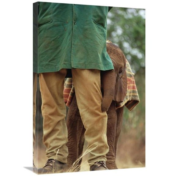 Global Gallery Orphan Baby Lablon Hiding Behind Keeper - Tsavo East NP - Kenya Art Print - Gerry Ellis
