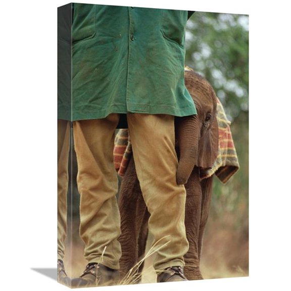 Global Gallery Orphan Baby Lablon Hiding Behind Keeper - Tsavo East NP - Kenya Art Print - Gerry Ellis