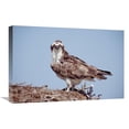 thumbnail image 1 of Global Gallery  Osprey Adult Perching on Nest - Baja California - Mexico Art Print, 1 of 1