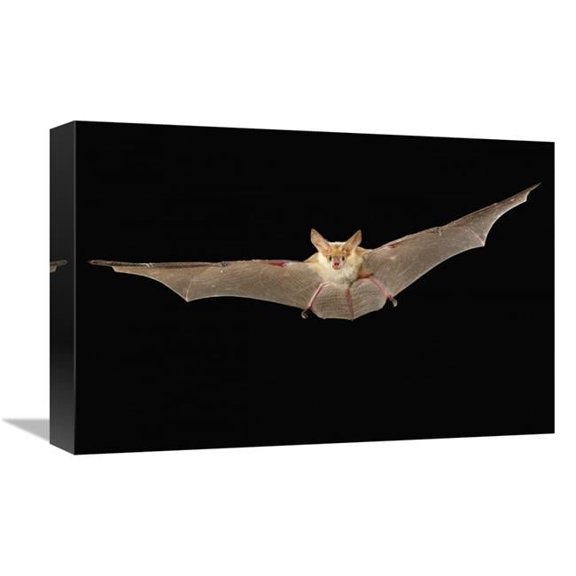 Global Gallery  Pallid Bat Flying at Night - Washington Art Print - Michael Durham