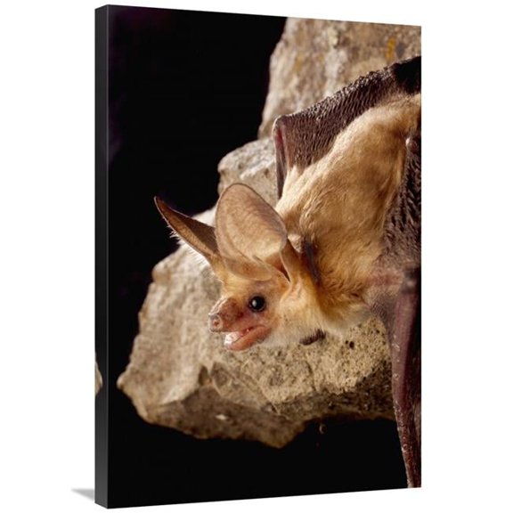 Global Gallery  Pallid Bat on Rimrock at Night - Washington Art Print - Michael Durham