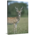 thumbnail image 1 of Global Gallery  Pampas Deer Buck in Velvet - Pantanal - Brazil Art Print - Tui De Roy, 1 of 1