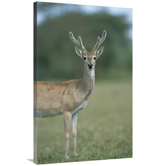 Global Gallery Pampas Deer Buck in Velvet - Pantanal - Brazil Art Print - Tui De Roy