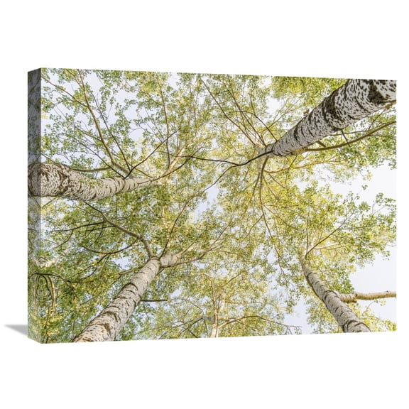 Global Gallery Pangea Images,'Birch woods in spring' Stretched Canvas Artwork