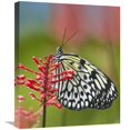 thumbnail image 1 of Global Gallery  Paper Kite Butterfly - Native to Asia Art Print - Tim Fitzharris, 1 of 1