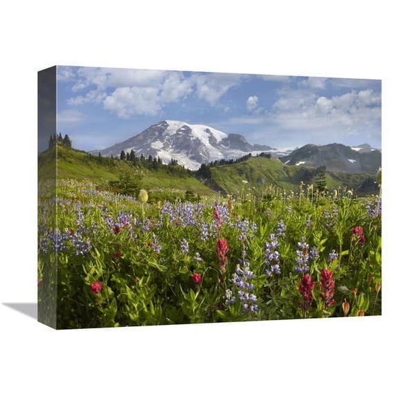 Global Gallery Paradise Meadow & Mount Rainier - Mount Rainier National Park - Washington Art Print - Tim Fitzharris