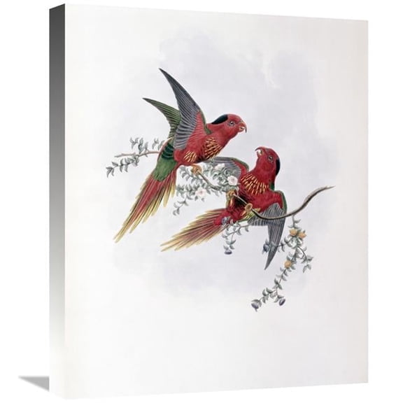 Global Gallery Pectoral Lorikeet Art Print