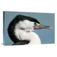 thumbnail image 1 of Global Gallery  Pied Cormorant in Breeding Plumage - Christchurch - New Zealand Art Print - Jonathan Harrod, 1 of 1