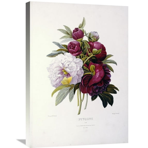 Global Gallery Pierre Joseph Redoute,'Peonies' Stretched Canvas Artwork
