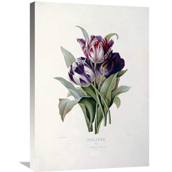 Global Gallery Pierre Joseph Redoute,'Tulips' Stretched Canvas Artwork