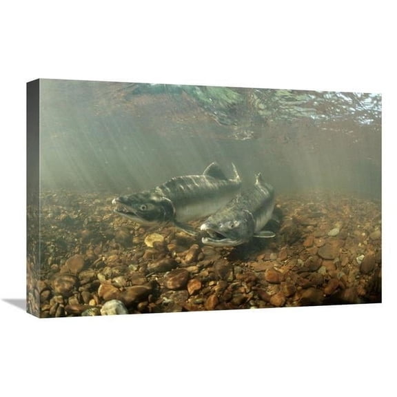 Global Gallery Pink Salmon Pair Underwater During Summer Spawning - Alaska Art Print - Michael Quinton