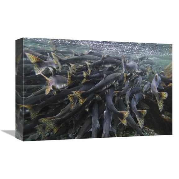 Global Gallery Pink Salmon Spawning Mass - Prince William Sound - Alaska Art Print - Hiroya Minakuchi