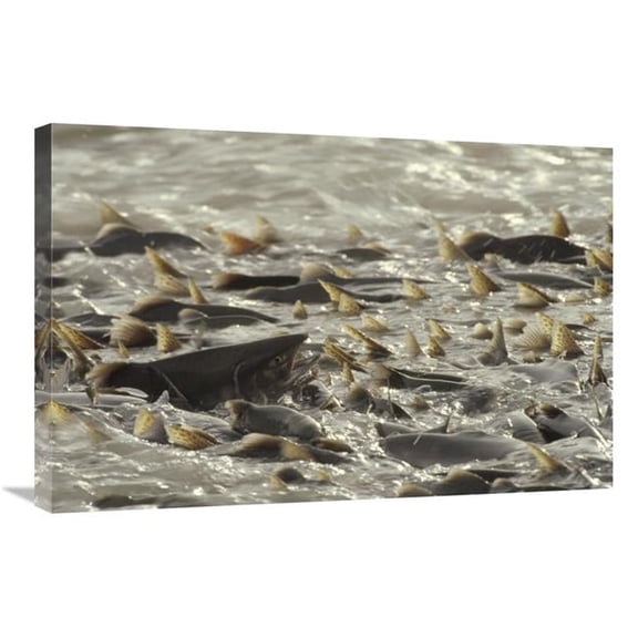 Global Gallery Pink Salmon Spawning in Mass in the Lowe River - Alaska Art Print - Michael Quinton