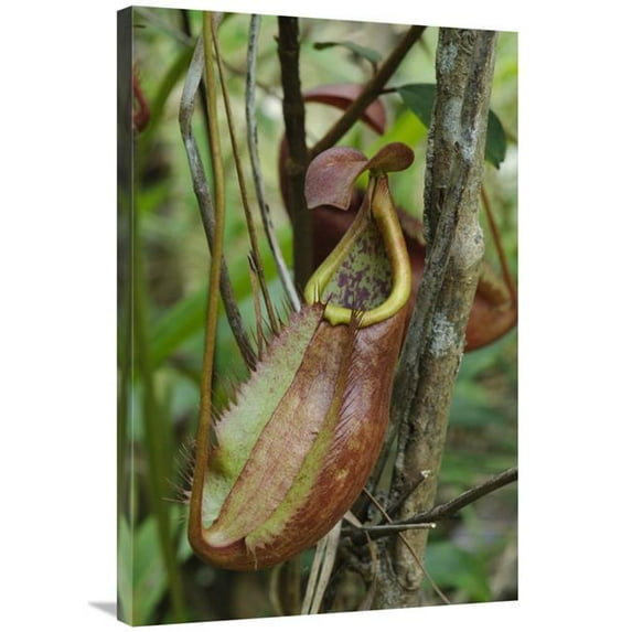 Global Gallery Pitcher Plant Pitcher - Surat Thani - Thailand Art Print