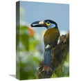 thumbnail image 1 of Global Gallery  Plate-Billed Mountain-Toucan Feeding on Fruit - Ecuador Art Print - Steve Gettle, 1 of 1