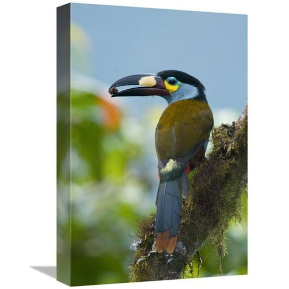 Global Gallery Plate-Billed Mountain-Toucan Feeding on Fruit - Ecuador Art Print - Steve Gettle