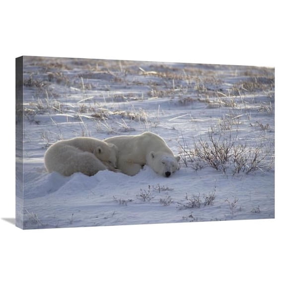 Global Gallery Polar Bear & Cub Near - Hudson Bay - Canada Art Print