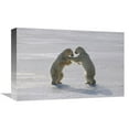 thumbnail image 1 of Global Gallery  Polar Bear Pair Sparring - Churchill - Manitoba - Canada Art Print - Flip Nicklin, 1 of 1